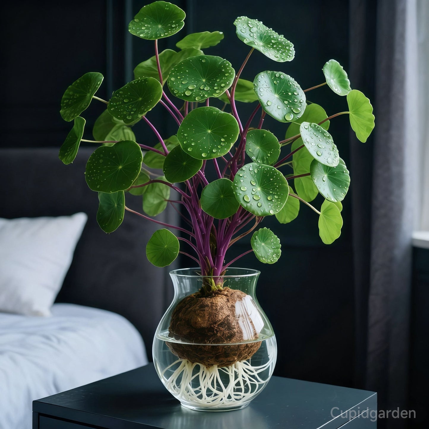 🎈🪴Red rattan Stephania Erecta: The strongest houseplant for lazy people🌿-923