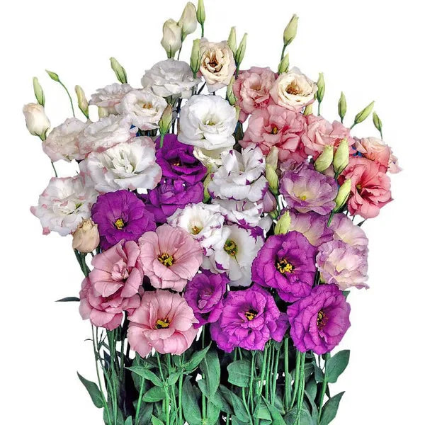 🏆65K+ SOLD!🔥🌺Low-maintenance Lisianthus Flower Seeds🌈TJY