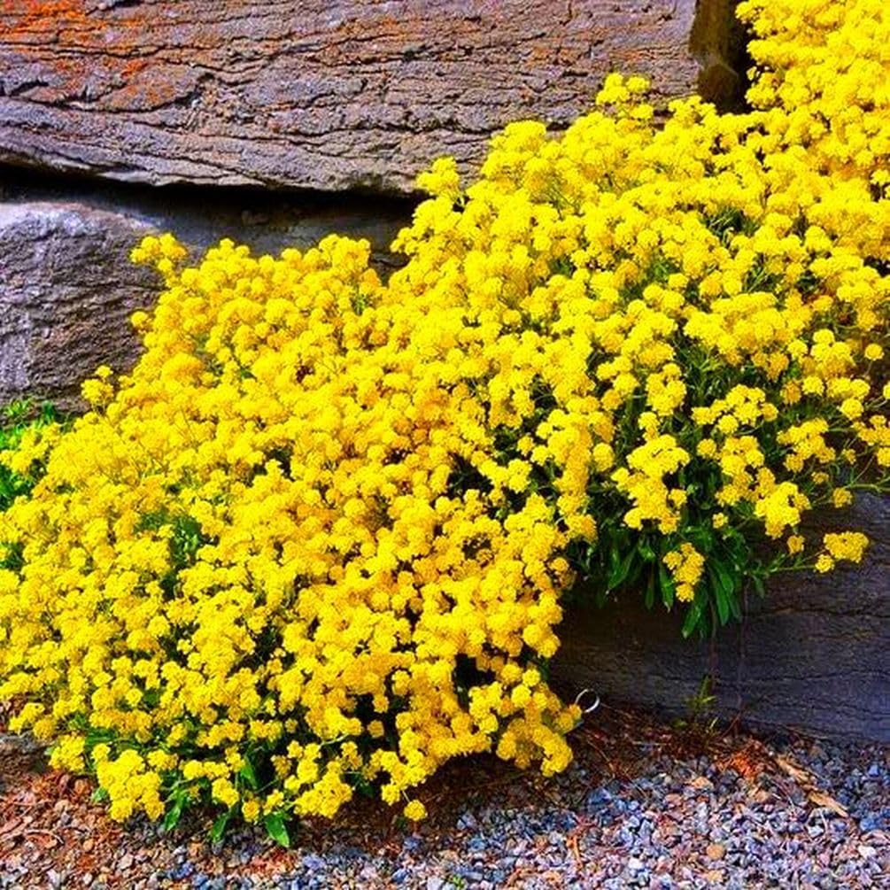 ✨ The Magical Fairy Garden of Your Dreams✨Creeping Thyme Seeds - A926