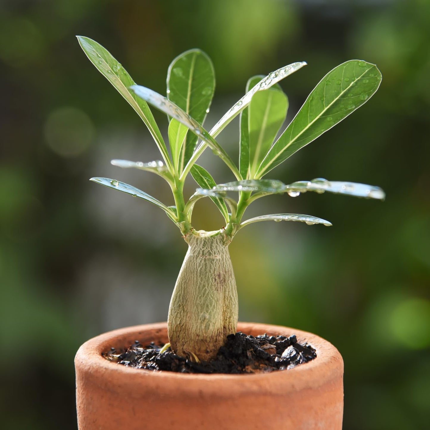 ✨Desert Rose Seeds🌹Heat-Resistant✨-923