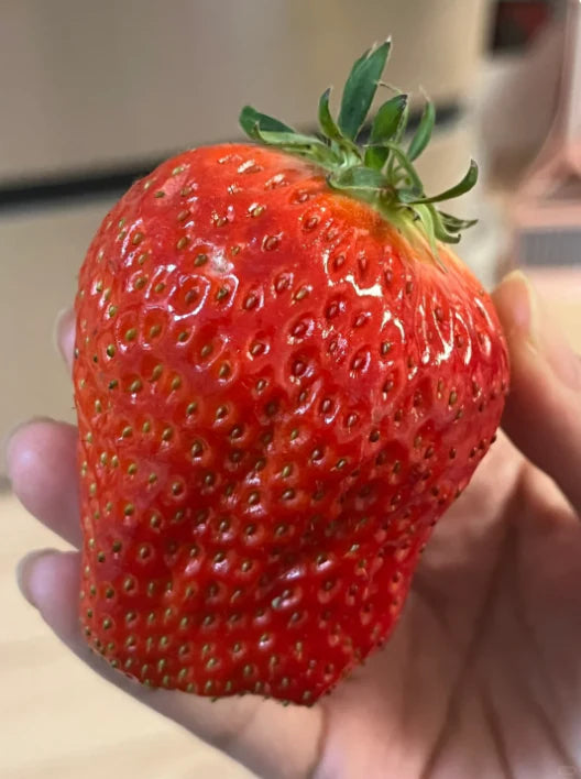 🏆75K+ SOLD! Rare Giant Strawberry Seeds 🍓 Grow Huge, Easy to grow-TJY