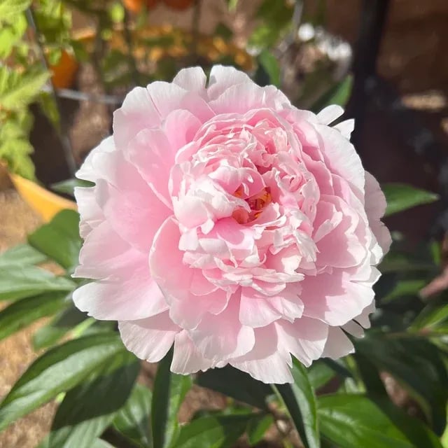 🔥LAST DAY 45% OFF🌺THE QUEEN OF FLOWERS—DOUBLE PETALED PIANI-923