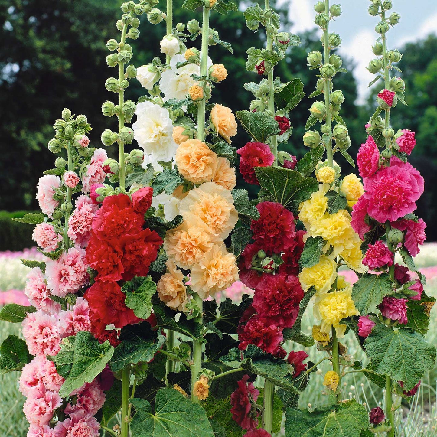 🔥Last Day 50% OFF🔥Rare Double Hollyhock Seeds-GD