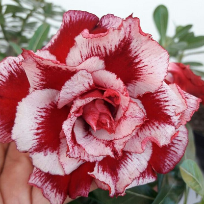 🎁Desert Rose Bulbs🌵Super easy care! 🌸 Adenium Obesum Bulbs - A926