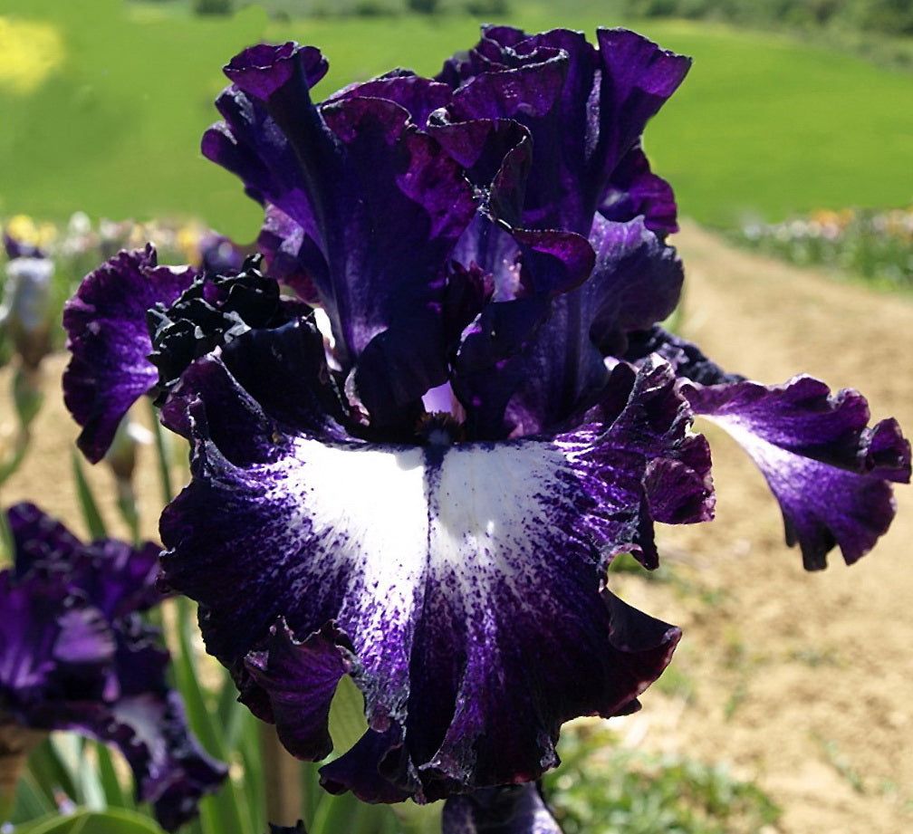 ⚜️Rare Tall Bearded Iris🌸 (Premium Rhizome Variety)-ABB8