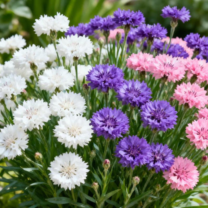 🌱Premium Cornflower Seeds – The "Unstoppable" Wildflower That Grows Anywhere-XA