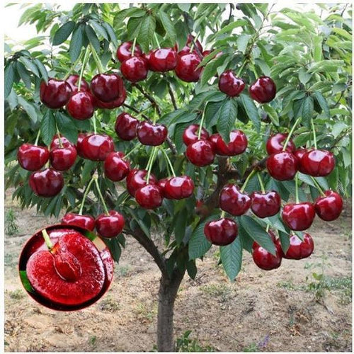 🏆75K+ SOLD! 🍒  Sweet Cherry Seeds 🌿Pre-Primed for High Germination - 923