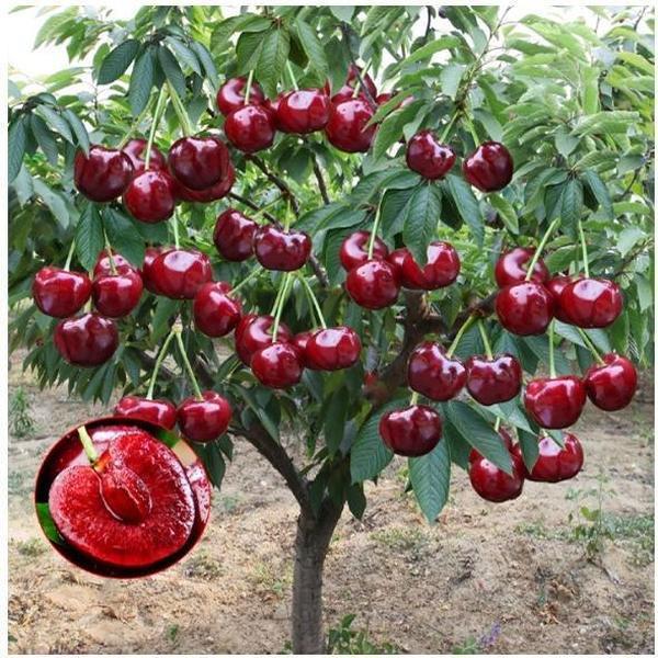 🏆75K+ SOLD! 🍒  Sweet Cherry Seeds 🌿Pre-Primed for High Germination - 923