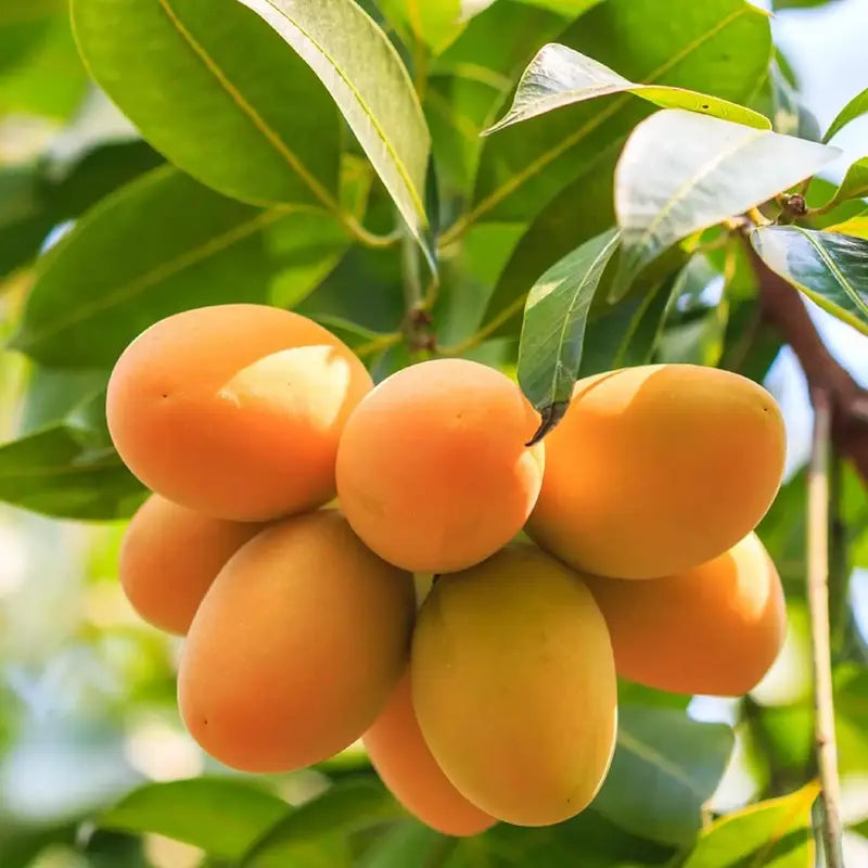 🏡Farm Fresh, Straight to Your Door 🥭Homegrown Tropical Mango! -XA