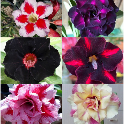 🎁Desert Rose Bulbs🌵Super easy care! 🌸 Adenium Obesum Bulbs - A926