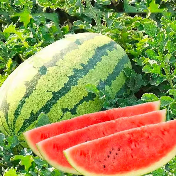 🔥 (New Harvest)🔥🍉Lazy Man's Watermelon Seeds| 🌿Pre-Primed for High Germination (99% Germination)-TJY