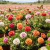 🌸Moss Rose Seeds🌸 – 🌿Perennial Flower Seeds / Large Flowers / Easy to Grow-TJY