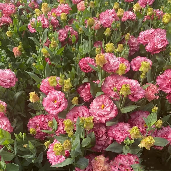 🏆65K+ SOLD!🔥🌺Low-maintenance Lisianthus Flower Seeds🌈TJY