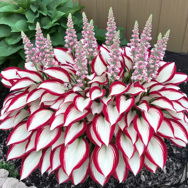 🏆65K+ SOLD!🌿Giant Hosta Seeds – Massive Leaves, Perfect for Deep Shade Borders & Ground Cover-INT