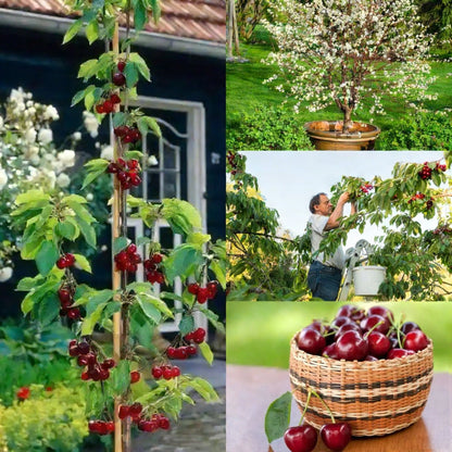 Cherry Tree Seeds – Turn Your Garden into a Sweet, Seasonal Paradise 🍒-XA