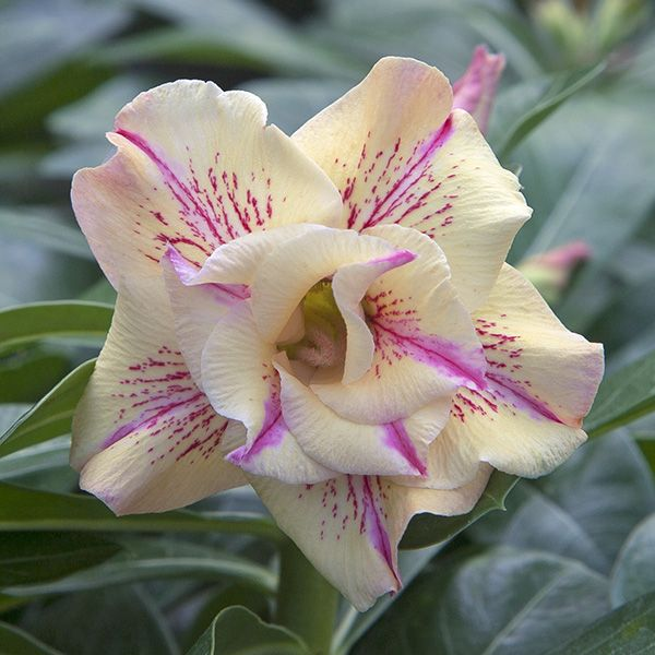 🎁Desert Rose Bulbs🌵Super easy care! 🌸 Adenium Obesum Bulbs - A926