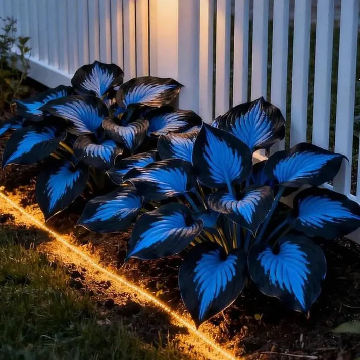 🏆65K+ SOLD!🌿Giant Hosta Seeds – Massive Leaves, Perfect for Deep Shade Borders & Ground Cover-INT