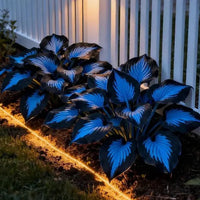 BUY 2 （Hosta Variety Mix）