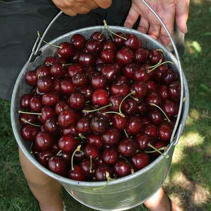 🏆75K+ SOLD! 🍒  Sweet Cherry Seeds 🌿Pre-Primed for High Germination-GD