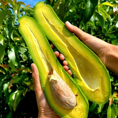 🍴 😍 Silky Smooth, Buttery & Delicious 🥑 Long Neck Avocado seeds-W18