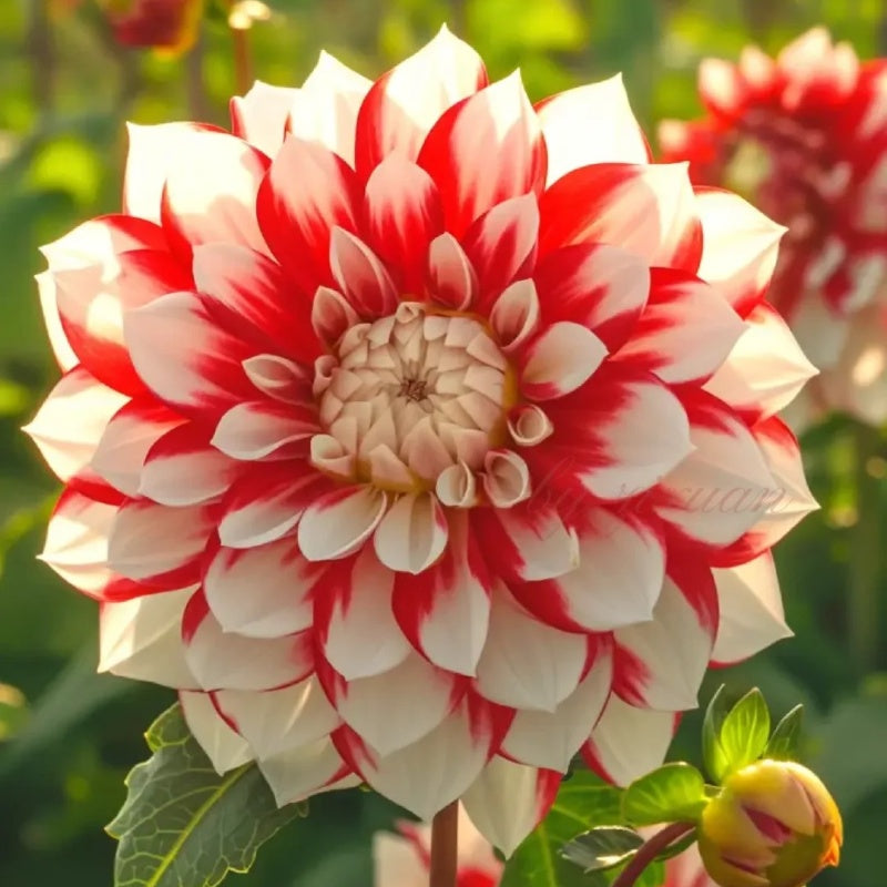 🌸Rare Double Dahlias🌿 – Bold Blooms Ordinary Gardens Never Have-ABB8