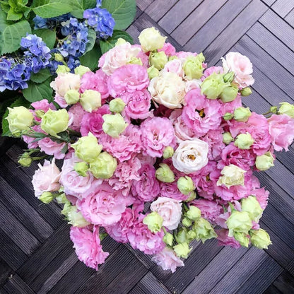 🏆65K+ SOLD!🔥🌺Low-maintenance Lisianthus Flower Seeds🌈TJY
