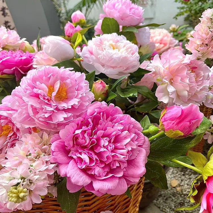 🔥LAST DAY 45% OFF🌺THE QUEEN OF FLOWERS—DOUBLE PETALED PIANI-923