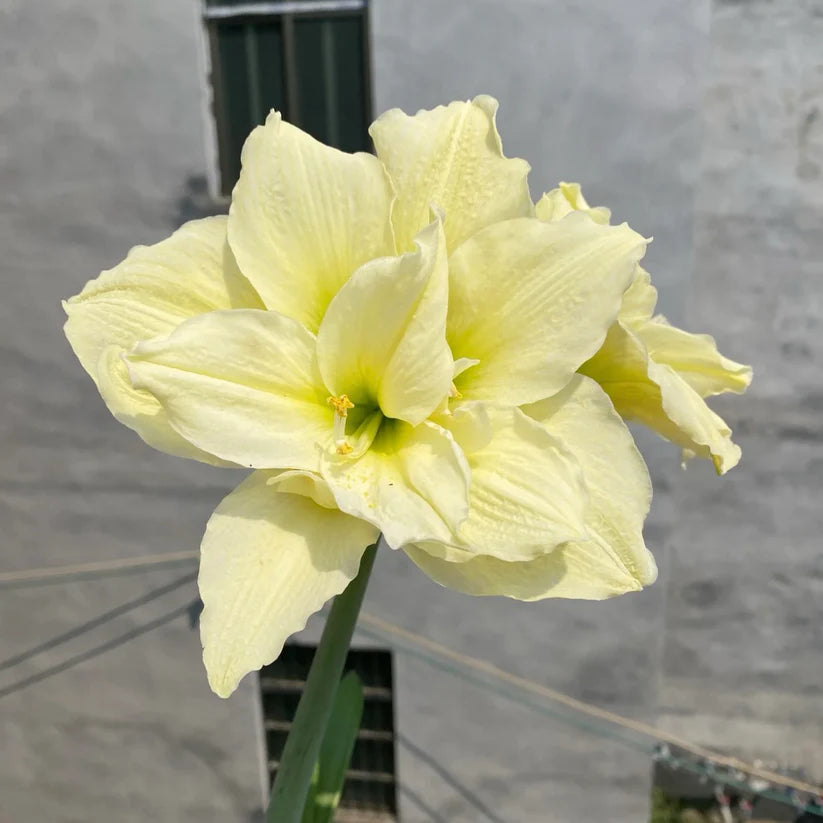 🌸Hot Sale!!🌸 – 🌿Double-Flowered Amaryllis Bulbs / Large Flowers / Easy to Grow-TJY