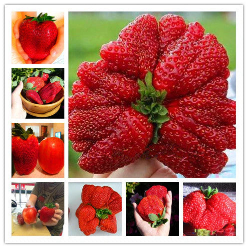 🏆75K+ SOLD! Rare Giant Strawberry Seeds 🍓 Grow Huge, Easy to grow-TJY