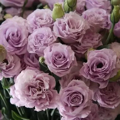 🏆65K+ SOLD!🔥🌺Low-maintenance Lisianthus Flower Seeds🌈TJY