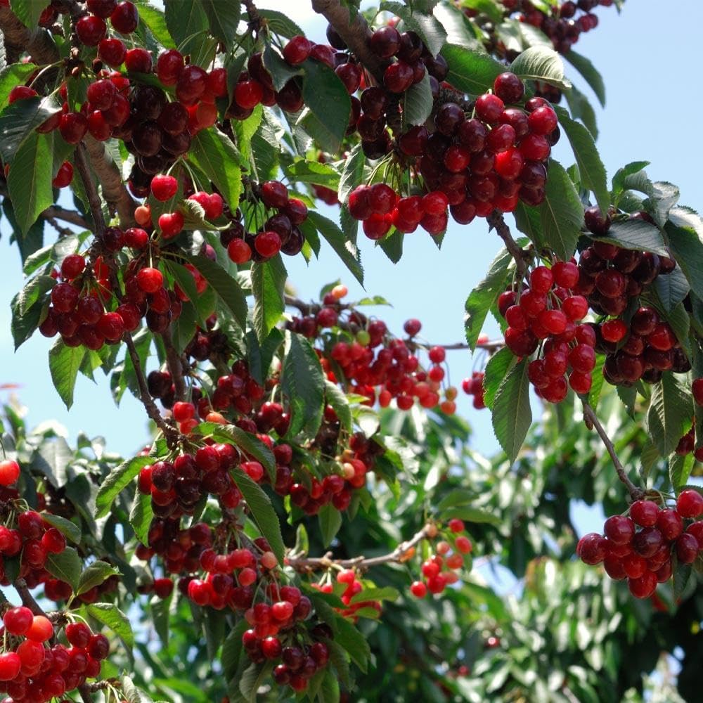 🏆75K+ SOLD! 🍒  Sweet Cherry Seeds 🌿Pre-Primed for High Germination-GD