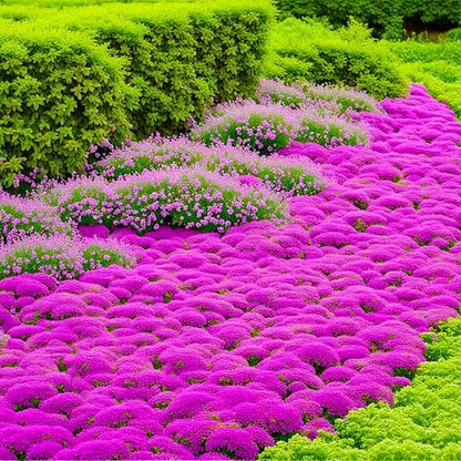 ✨ The Magical Fairy Garden of Your Dreams✨Creeping Thyme Seeds - A926