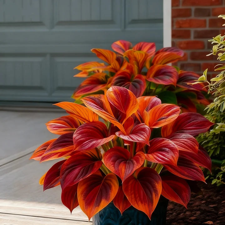 🎉Celebrate America's 250th 🌱Premium Rare Hosta Seeds🌿Shade-Tolerant Plant - GD