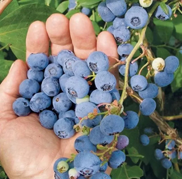 🎉King of Berries🎉 - Giant Blueberry Fruit Seeds - Four Seasons Plants-923