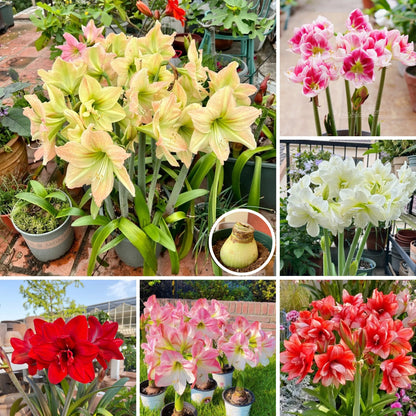 🎉Hot Sale🌷Amaryllis Bulbs-The Magical Fairy Garden of Your Dreams-ABB8