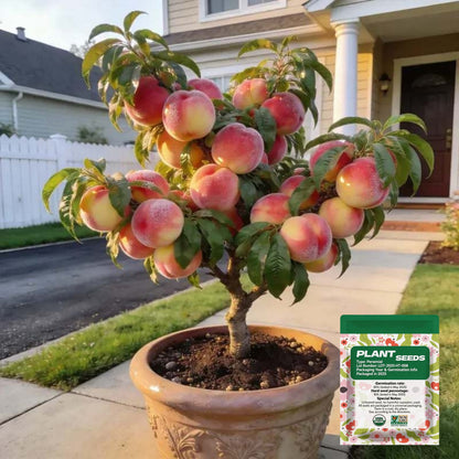 🔥 65K+ SOLD! 🍑 Heirloom "Honey Red" Dwarf Peach Tree Live Seeds-ABB8