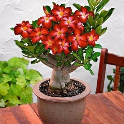 ✨Desert Rose Seeds🌹Heat-Resistant✨-923