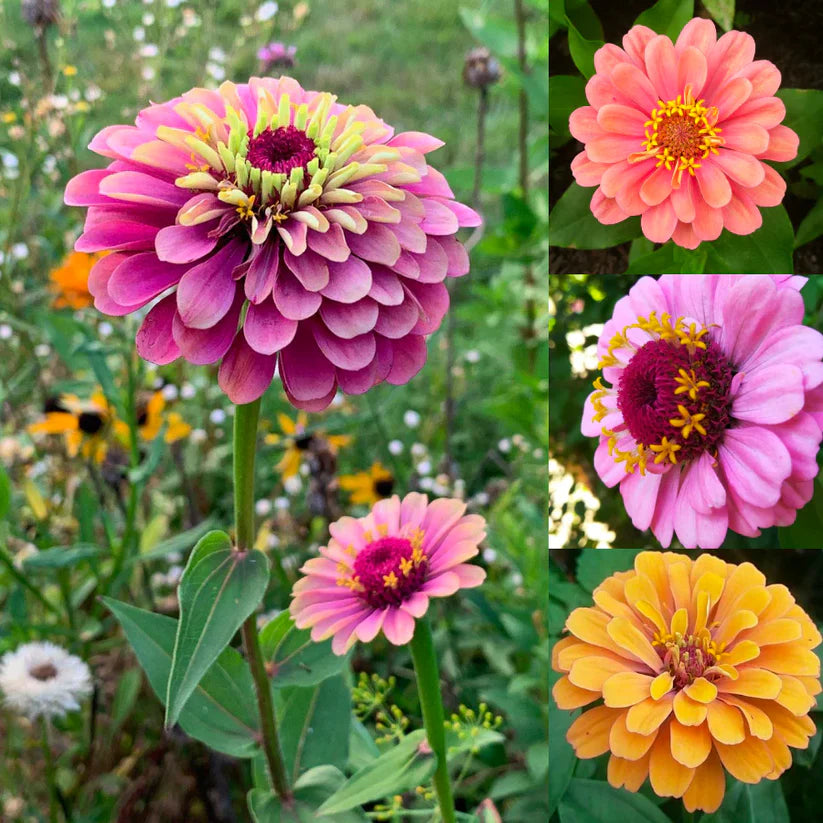 🌸 Spring flowers are preferred🌿Zinnia Seeds - Pure Seeds - No Filler - USA Heirloom Flower Seeds-TJY