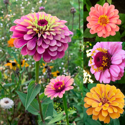 🌸 Spring flowers are preferred🌿Zinnia Seeds - Pure Seeds - No Filler - USA Heirloom Flower Seeds-TJY