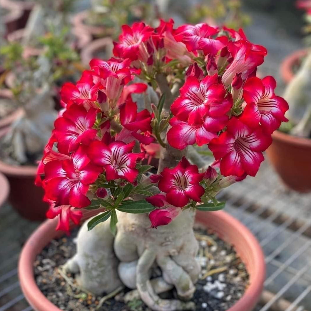 ✨Desert Rose Seeds🌹Heat-Resistant✨