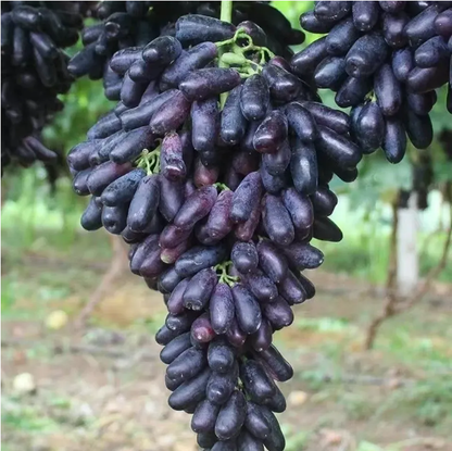 🔥 (New Harvest) Organic Pink Guava Seeds | 🌿Pre-Primed for High Germination (99% Germination)-XA
