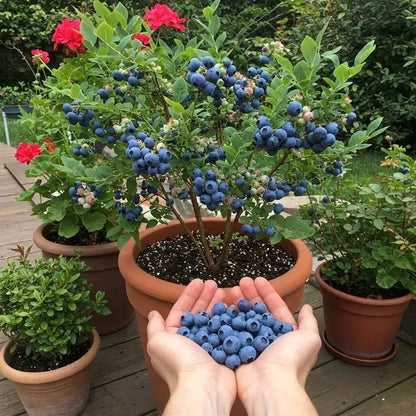 🎉King of Berries🎉 - Giant Blueberry Fruit Seeds - Four Seasons Plants-923