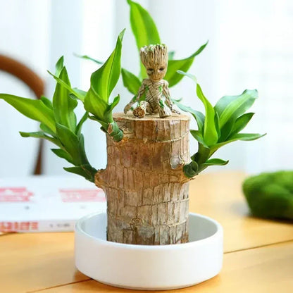 🏆65K+ SOLD!🌿Brazilian lucky trees, bring you luck and increase wealth, mysterious doll with base-TJY