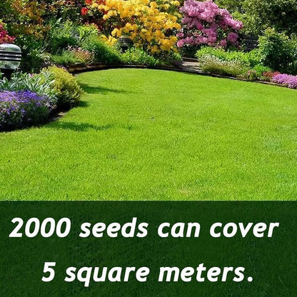 🌱2026 Evergreen Dwarf Grass Seed | For Four Seasons-GD