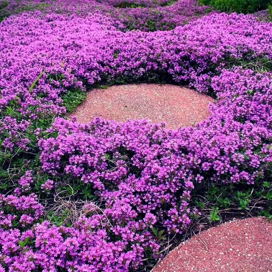 ✨ The Magical Fairy Garden of Your Dreams✨Creeping Thyme Seeds - A926