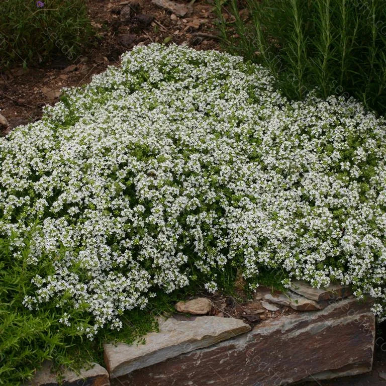 ✨ The Magical Fairy Garden of Your Dreams✨Creeping Thyme Seeds - A926