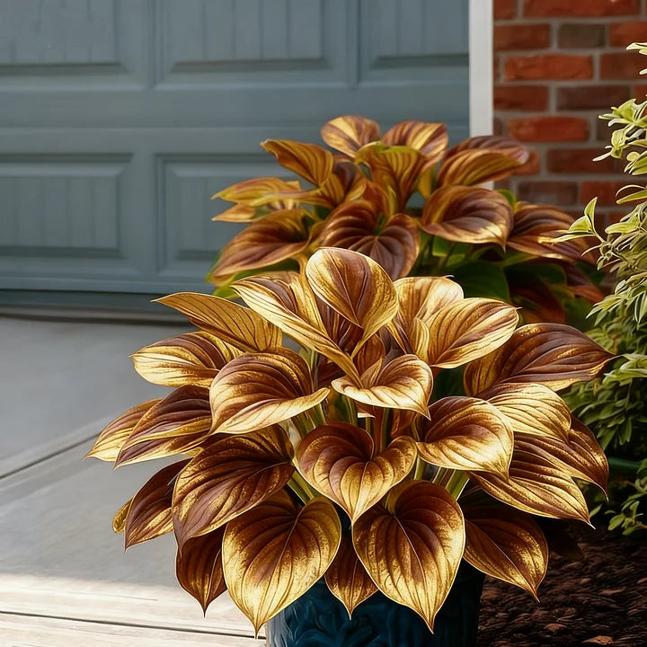 🎉Celebrate America's 250th 🌱Premium Rare Hosta Seeds🌿Shade-Tolerant Plant - GD