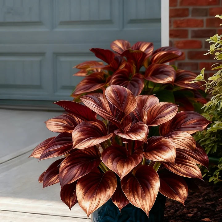 🎉Celebrate America's 250th 🌱Premium Rare Hosta Seeds🌿Shade-Tolerant Plant - GD