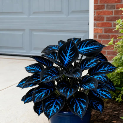 🎉Celebrate America's 250th 🌱Premium Rare Hosta Seeds🌿Shade-Tolerant Plant - GD