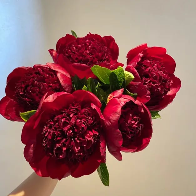 🔥LAST DAY 45% OFF🌺THE QUEEN OF FLOWERS—DOUBLE PETALED PIANI-923